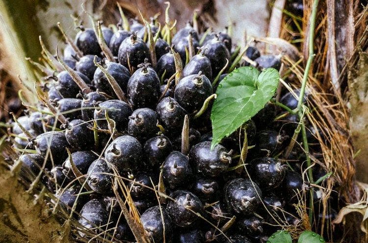 Harga TBS Sawit Riau Naik Lagi Jadi Rp4.116 per Kg, Petani Senang tapi Waspada Inflasi